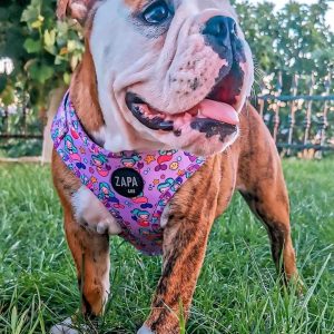 409976247 738900307715092 764530794293766642 n - Adjustable Dog Harness - Mermaid Sally