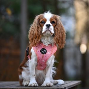 DSC 2865 Phoebe - Adjustable Dog Harness - Oh Bunny