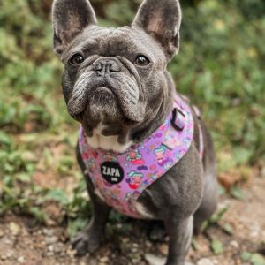 Screenshot 20210824 223137 com.instagram.android edit 40586597491202 - Adjustable Dog Harness - Mermaid Sally
