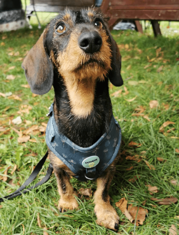 Winter Lake - Adjustable Dog Harness - Winter Lake