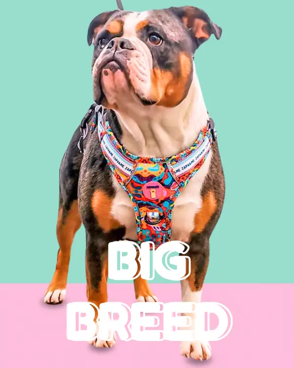 banner big breed - Naslovnica